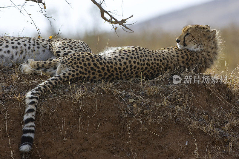 猎豹(Acinonyx jubatus)